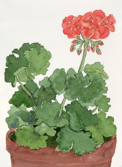 A New Geranium