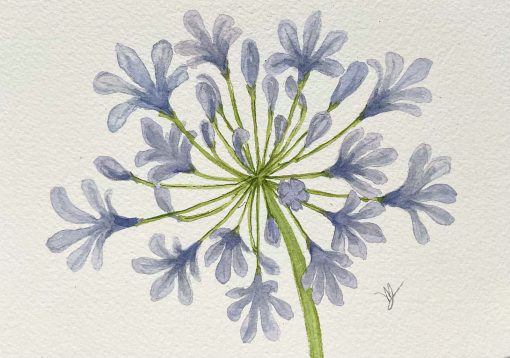 Agapanthus Explosion