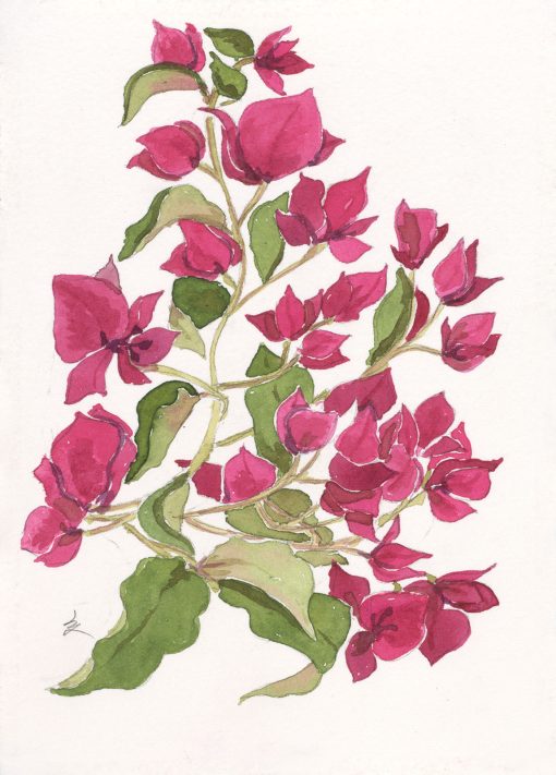 Bougainvillea