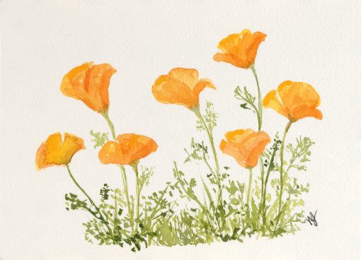 Breezy Poppies