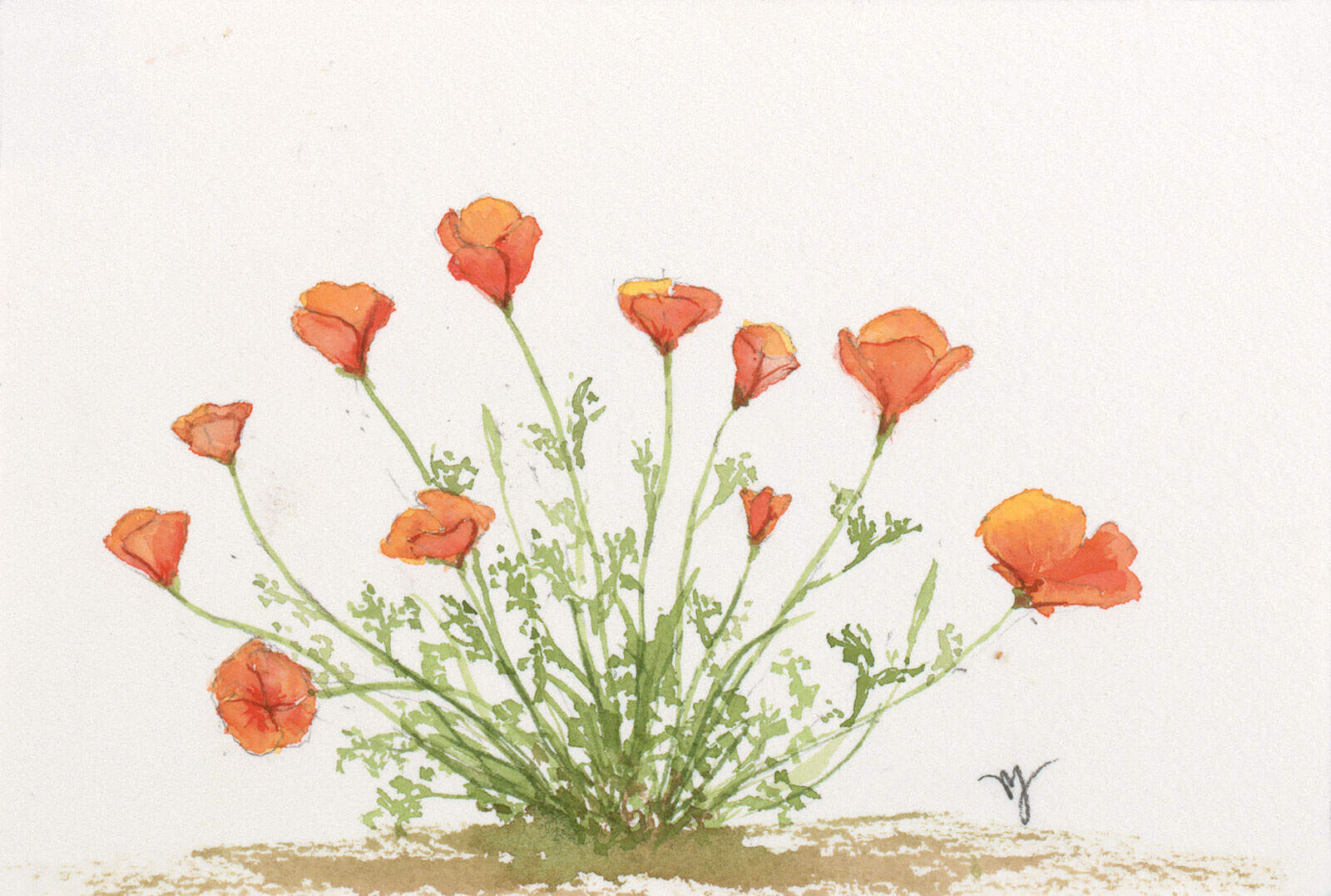 Celebrating Poppies