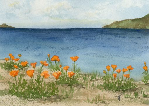 Coastal Poppies