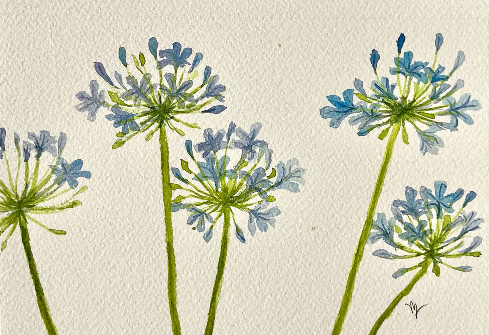 Dancing Agapanthus