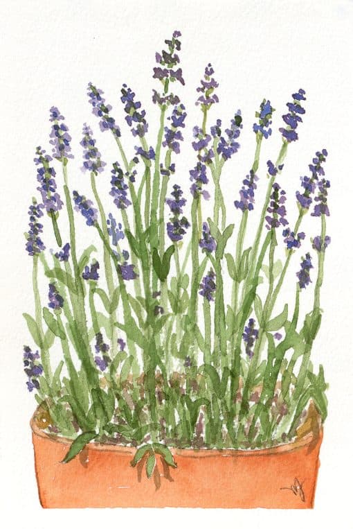 Lavender Pot