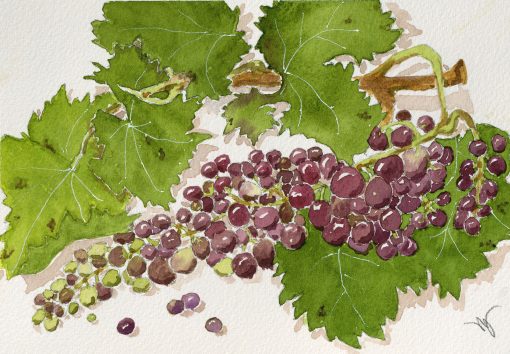 Lazy Grapes
