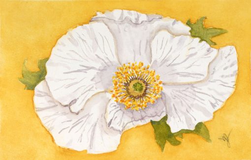 Matilija-Poppy